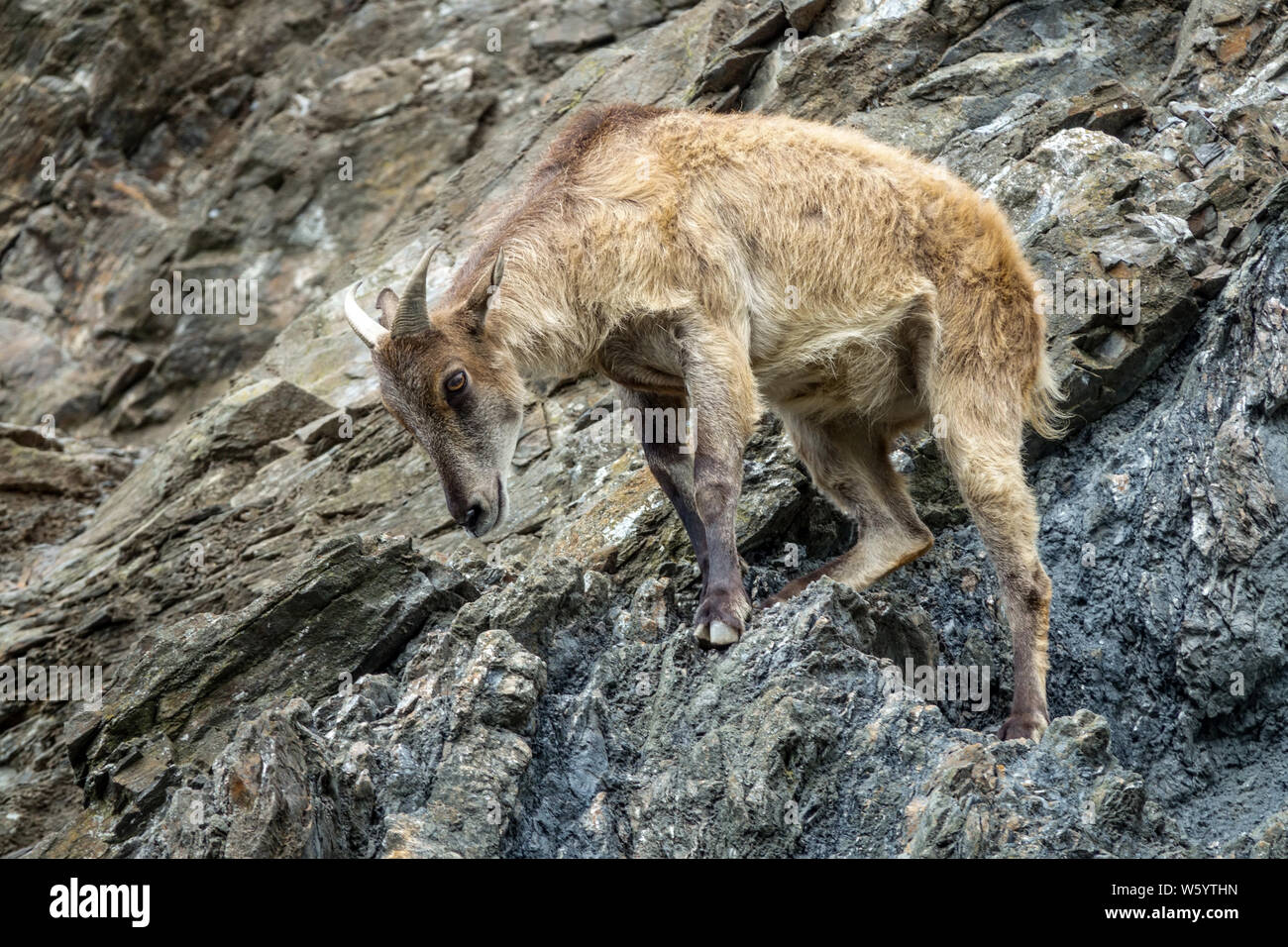 Himalayan Tahr Hemitragus jemlahicus,, eine große montain Ziege, steht auf Rock Stockfoto