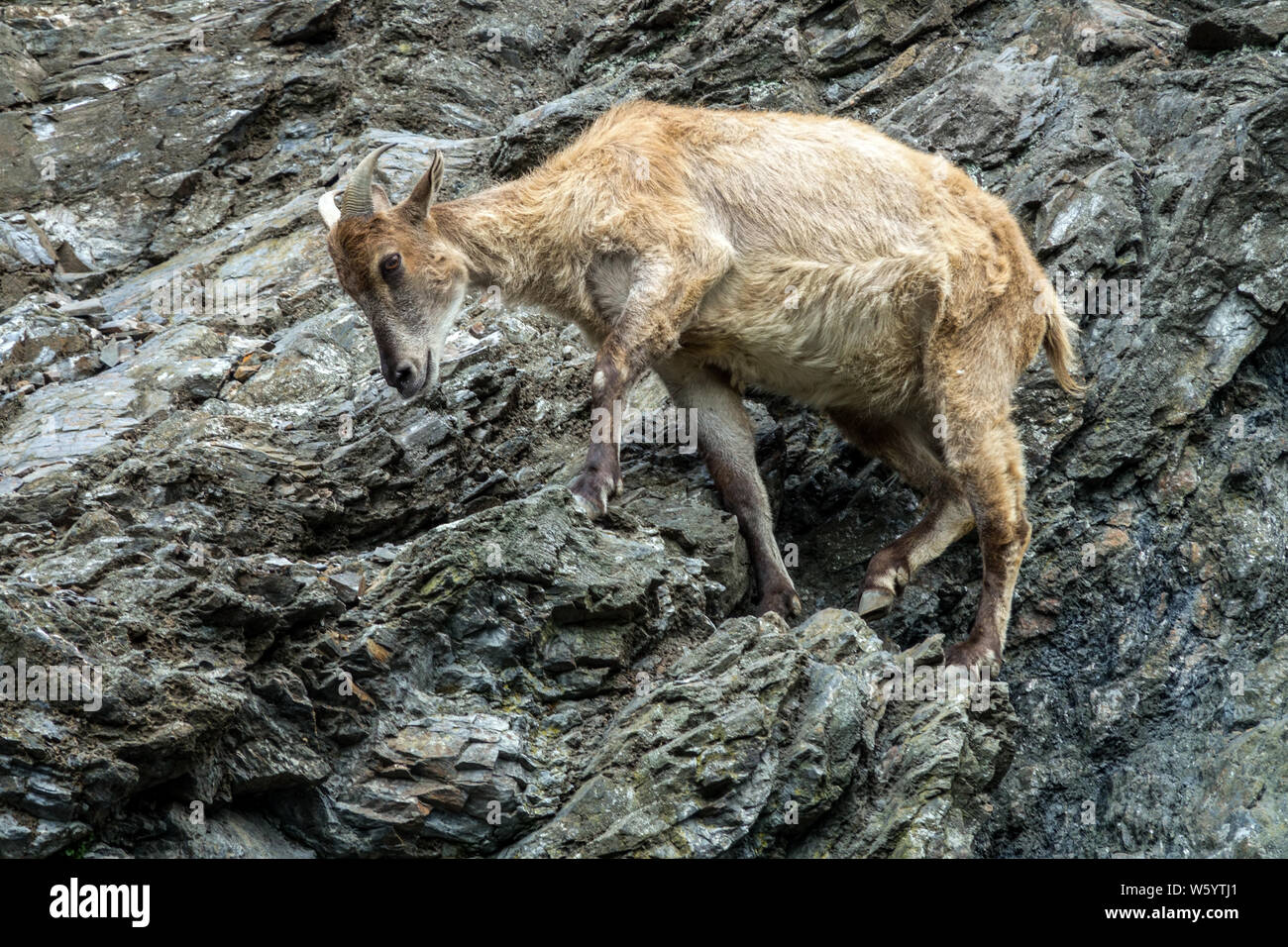 Himalayan Tahr Hemitragus jemlahicus,, eine große montain Ziege, steht auf Rock Stockfoto
