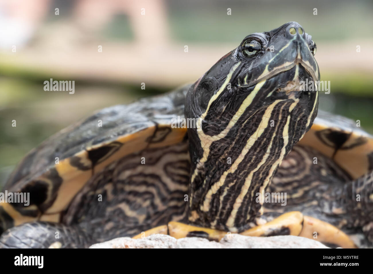 Fluss cooter Schildkröte (Pseudemys sp.) closeup Serie. Eine Art der süßwasserschildkröte in Nordamerika heimisch Stockfoto