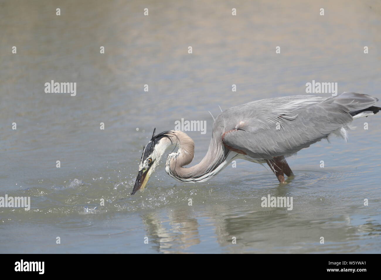 Ein Vogel namens Graureiher Ardea cinerea, Sucht nach Essen im Salzwasser aus dem Meer in Richtung Kino Viejo Mündung. Der Graureiher oder Luft-n ist eine Vogelart aus der Familie der Ardeidae Eurasien und Afrika, eine schlanke und große aquatische Vogel mit einem langen Hals und Beine, mit hauptsächlich grauen Gefieder. Er lebt in Flüssen, Seen und alle Arten von Süß- und Brackwasser Feuchtgebiete. (Foto: Luis Gutierrez/NortePhoto) Un ave llamada Garza gris, Ardea cinerea Busca alimento en el Agua salada proveniente del Mar hacia El Estero de Kino Viejo. La Garza Real? O air-n? Es una especie de Ave pelecaniforme Stockfoto