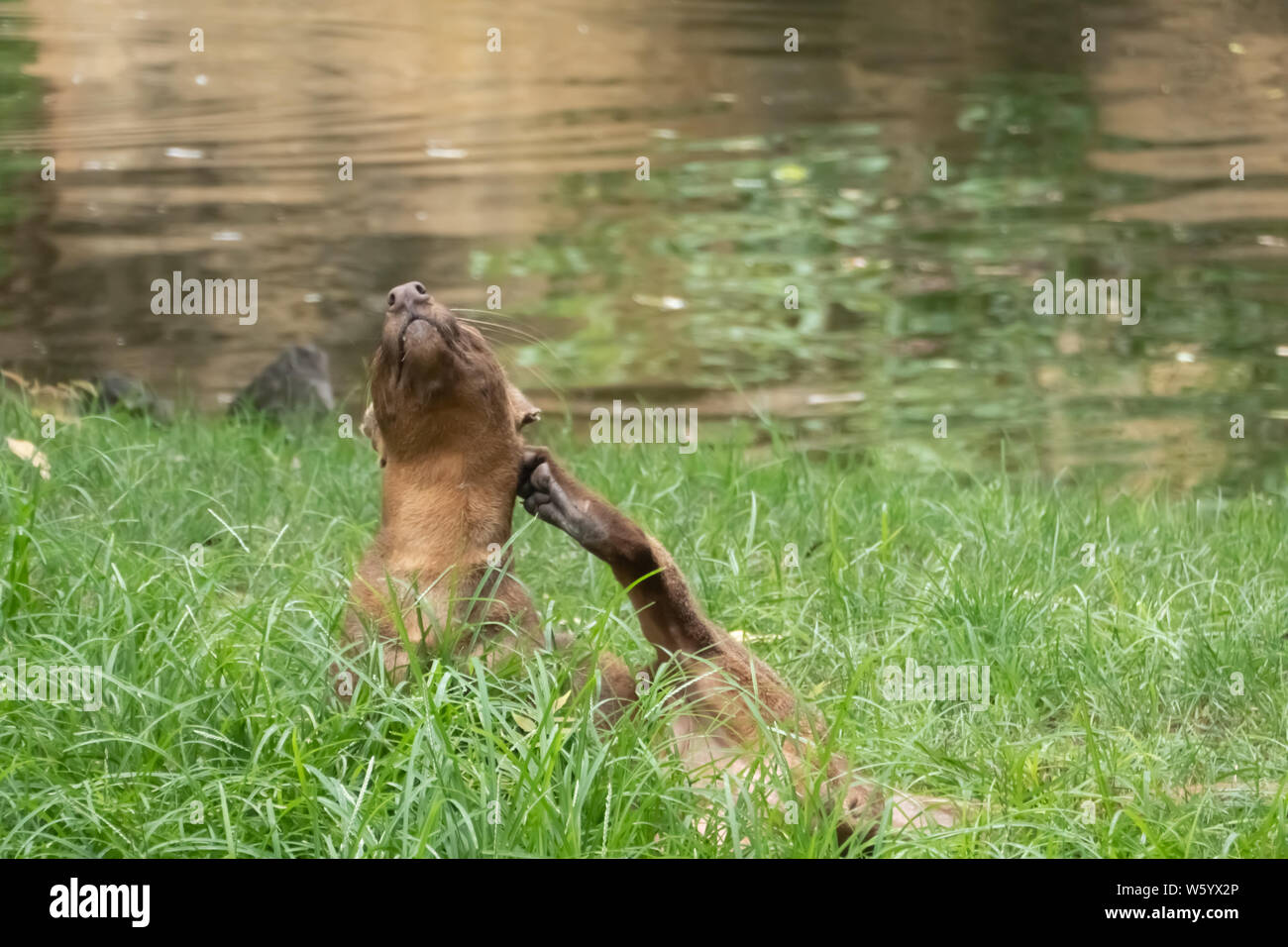 Fossa (Cryptoprocta ferox) eine Katze - wie, Fleisch fressende SÄUGETIER endemisch auf Madagaskar und das einzige Raubtier auf der Insel. Eng mit der Mongoose ergänzende Stockfoto
