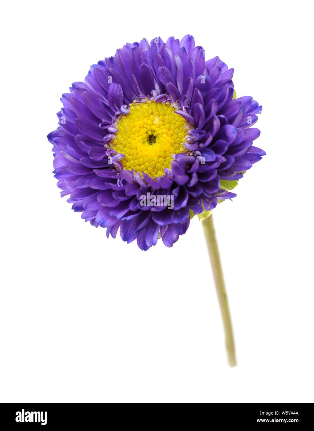 Single lila Mum flower Isolated On White Stockfoto