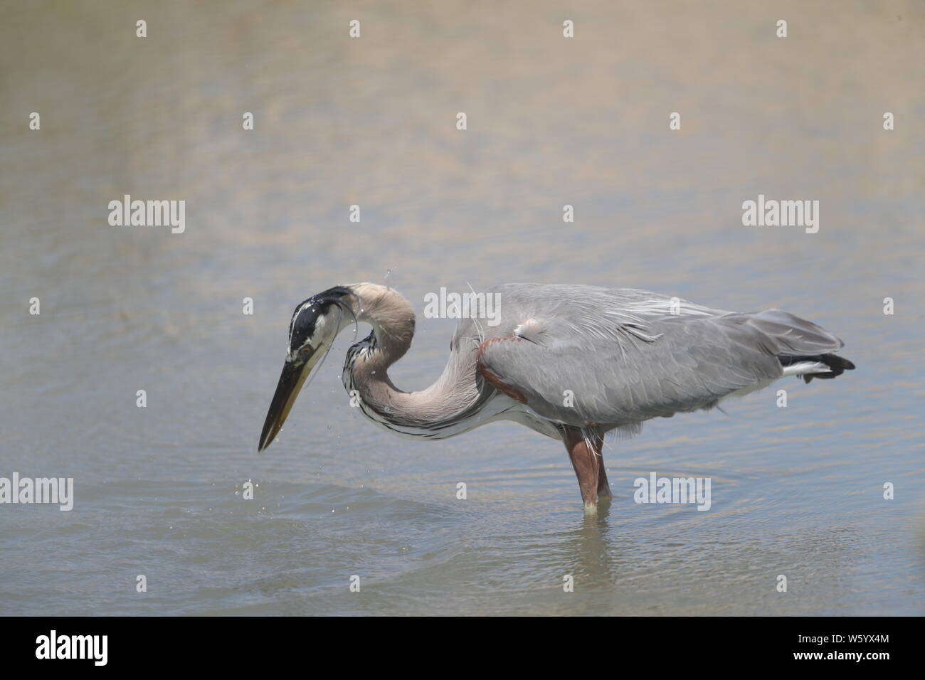 Ein Vogel namens Graureiher Ardea cinerea, Sucht nach Essen im Salzwasser aus dem Meer in Richtung Kino Viejo Mündung. Der Graureiher oder Luft-n ist eine Vogelart aus der Familie der Ardeidae Eurasien und Afrika, eine schlanke und große aquatische Vogel mit einem langen Hals und Beine, mit hauptsächlich grauen Gefieder. Er lebt in Flüssen, Seen und alle Arten von Süß- und Brackwasser Feuchtgebiete. (Foto: Luis Gutierrez/NortePhoto) Un ave llamada Garza gris, Ardea cinerea Busca alimento en el Agua salada proveniente del Mar hacia El Estero de Kino Viejo. La Garza Real? O air-n? Es una especie de Ave pelecaniforme Stockfoto