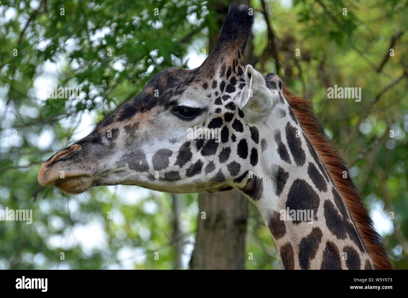 Nahaufnahme von der Seite einer Giraffe Kopf mit langen Pfirsich whiskered Schnauze, großen schwarzen Augen entspannt, gesprenkelte Hump, weiße Ohren, rötliche Mähne, und lange schwarze Stockfoto