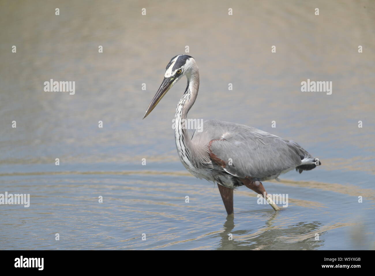 Ein Vogel namens Graureiher Ardea cinerea, Sucht nach Essen im Salzwasser aus dem Meer in Richtung Kino Viejo Mündung. Der Graureiher oder Luft-n ist eine Vogelart aus der Familie der Ardeidae Eurasien und Afrika, eine schlanke und große aquatische Vogel mit einem langen Hals und Beine, mit hauptsächlich grauen Gefieder. Er lebt in Flüssen, Seen und alle Arten von Süß- und Brackwasser Feuchtgebiete. (Foto: Luis Gutierrez/NortePhoto) Un ave llamada Garza gris, Ardea cinerea Busca alimento en el Agua salada proveniente del Mar hacia El Estero de Kino Viejo. La Garza Real? O air-n? Es una especie de Ave pelecaniforme Stockfoto