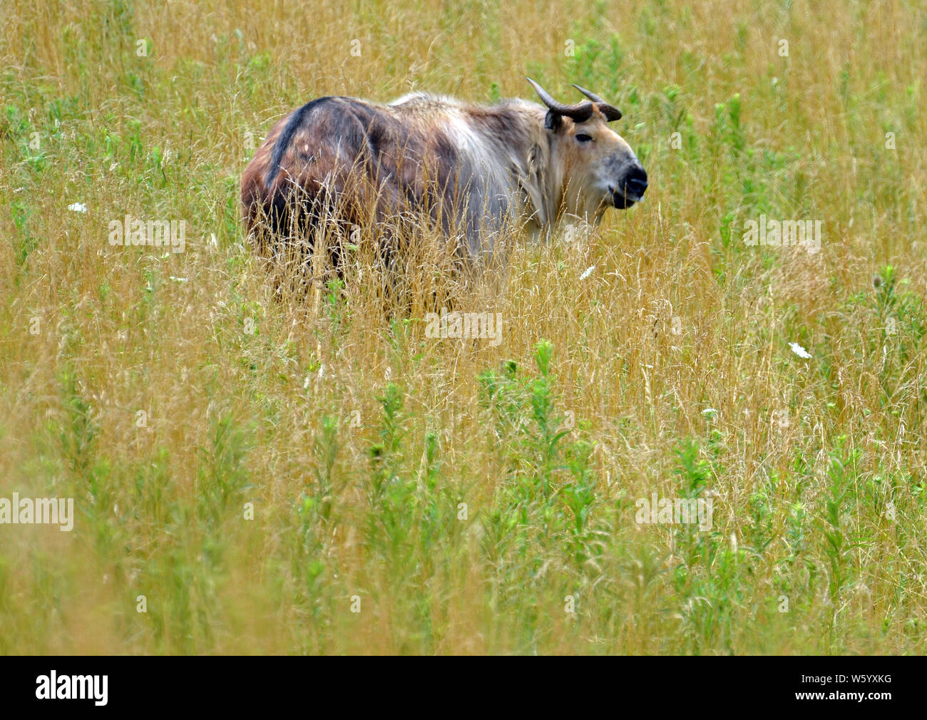 Eine Sichuan takin oder Tibetischen takin (Budorcas taxicolor tibetana) mit langen braun, schwarz und grau meliert Fell, einen schwarzen Wirbelsäule, fegte zurück Hörner und kurze Stockfoto