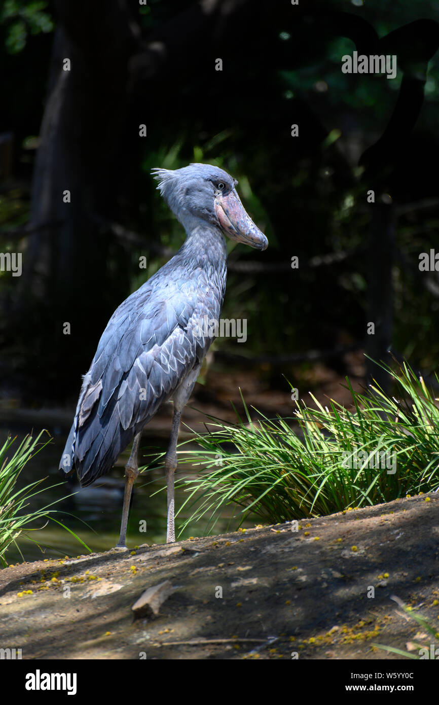 Schuhschnabel (Balaeniceps Rex), auch bekannt als whalehead, Wal-headed Storch, oder Schuh-billed Stork, ist ein sehr großer Storch - wie Vogel. in den tropischen Osten Stockfoto