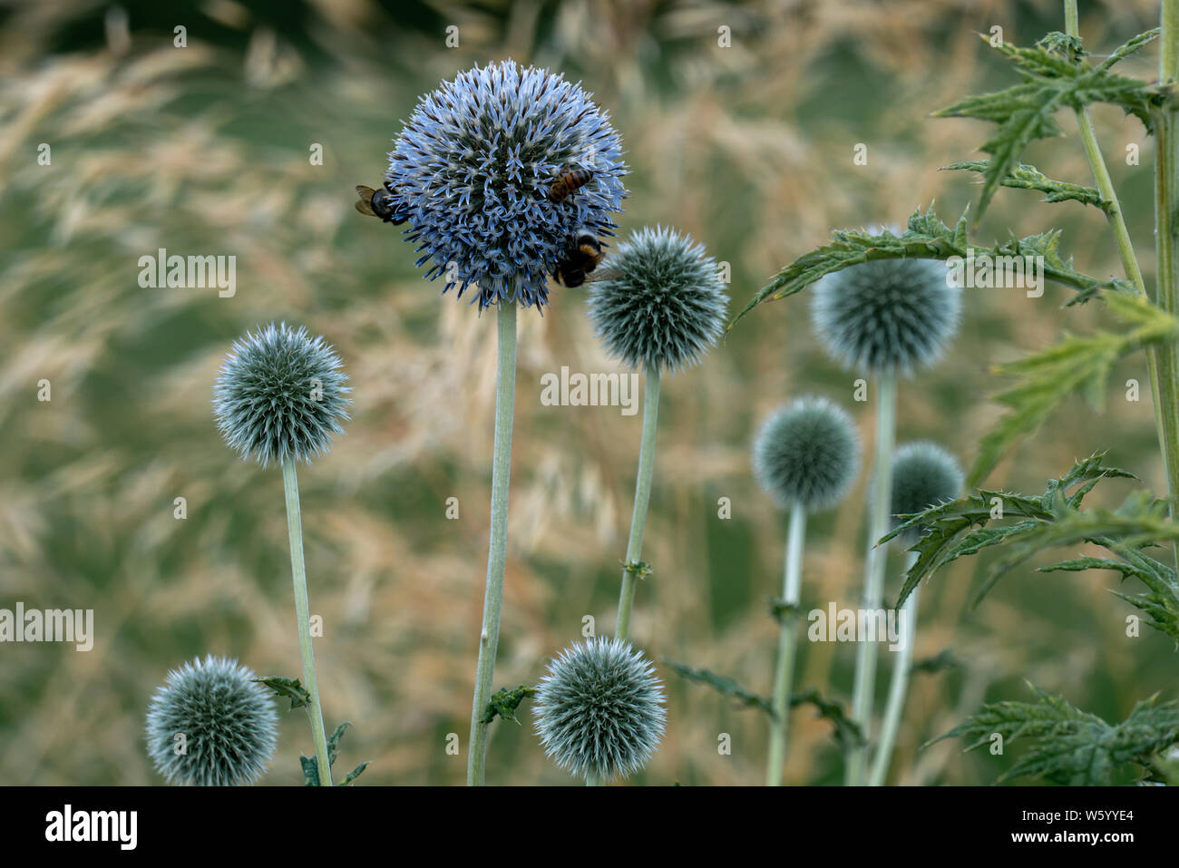 Blühende Welt Thistle (echinops) mit Bienen und bokeh Hintergrund Stockfoto