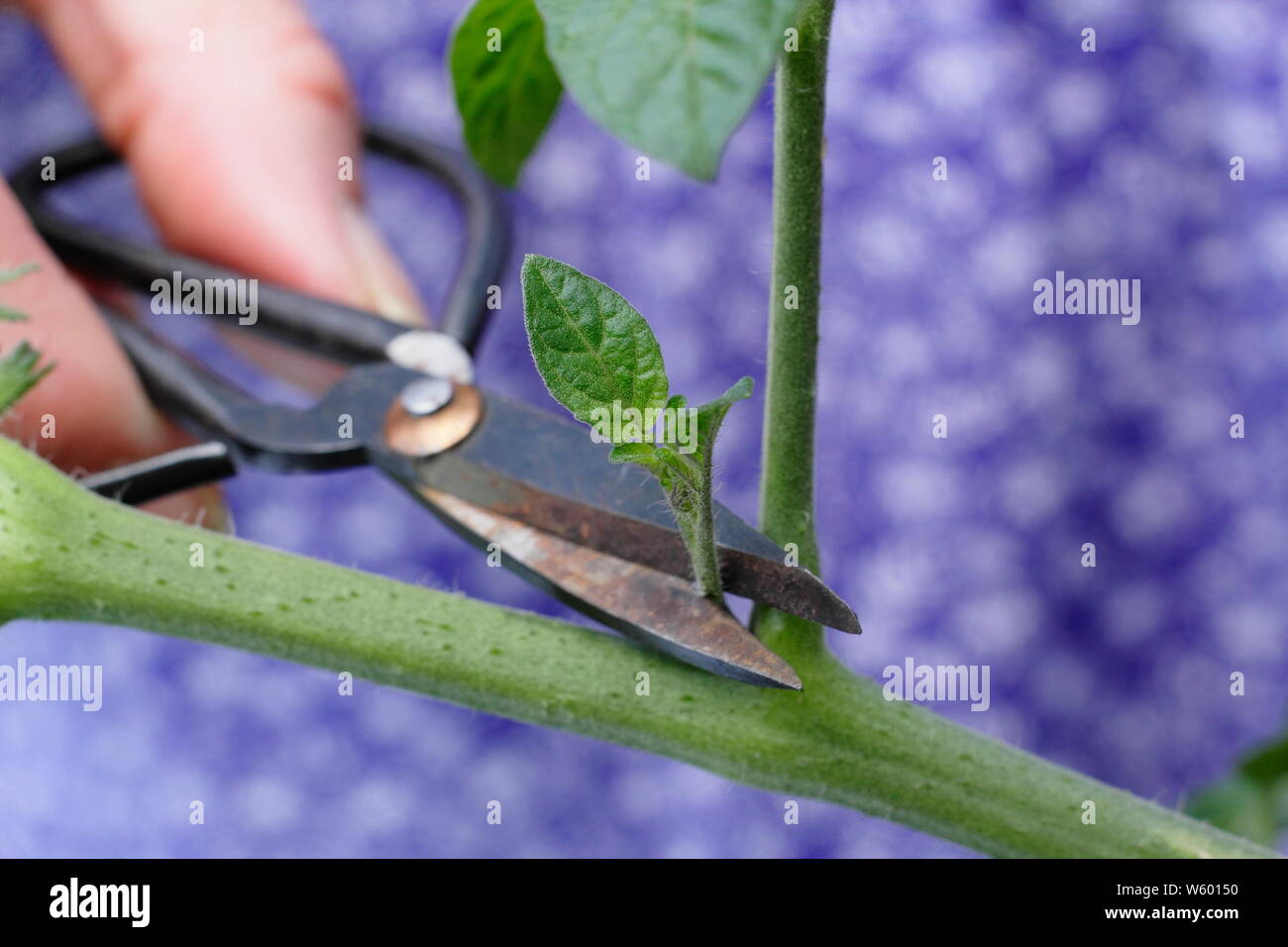 Von Solanum Lycopersicum weet Millionen". Entfernen der Seitentriebe auf eine Tomatenpflanze mit Schere Stockfoto