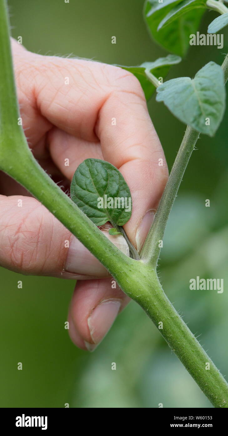 Von Solanum Lycopersicum weet Millionen". Entfernen der Seitentriebe auf eine tomatenpflanze von Hand im Juni. Großbritannien Stockfoto