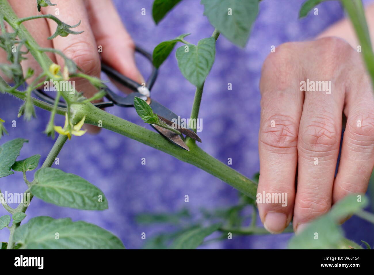 Von Solanum Lycopersicum weet Millionen". Entfernen der Seitentriebe auf eine Tomatenpflanze mit Schere Stockfoto