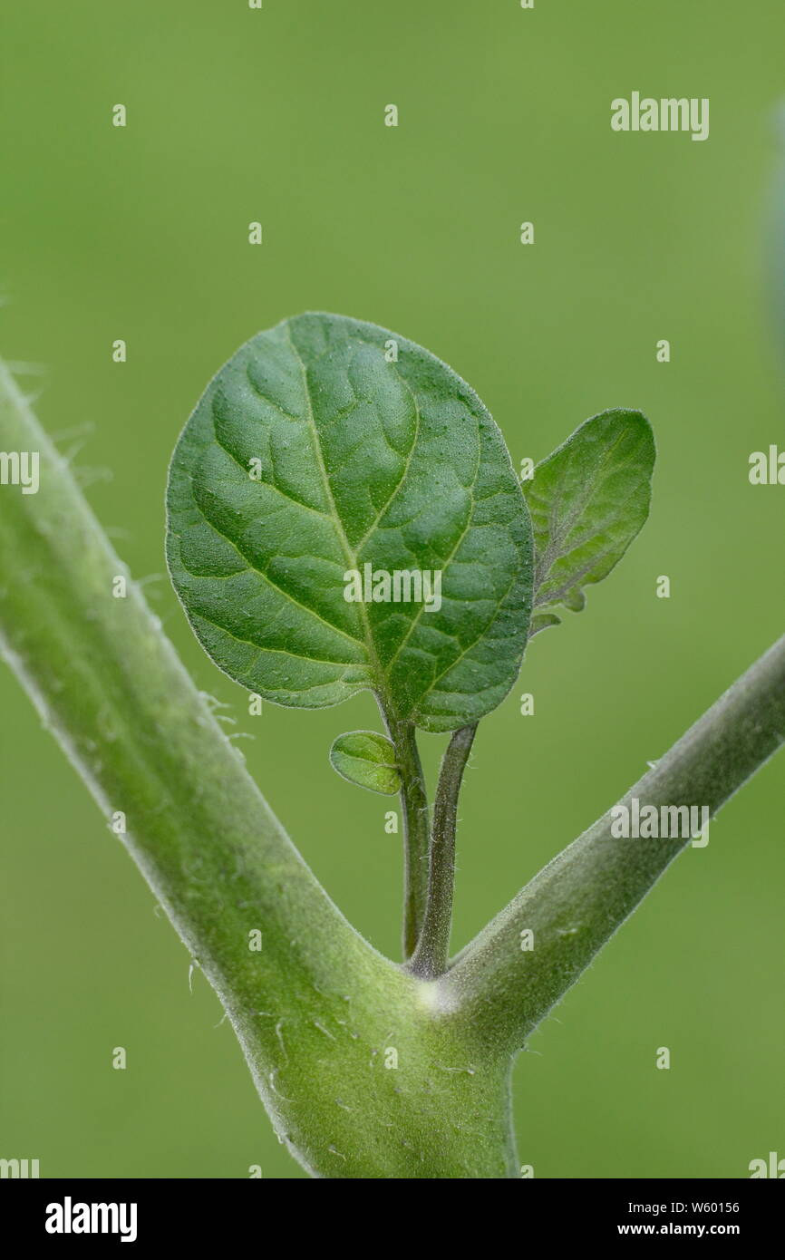 Von Solanum Lycopersicum weet Millionen". Entfernen der Seitentriebe auf eine tomatenpflanze von Hand im Juni. Großbritannien Stockfoto