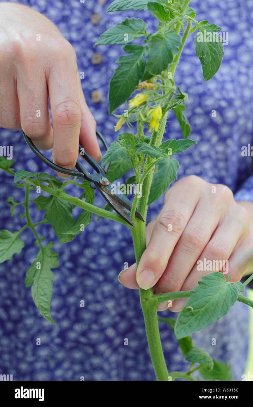 Von Solanum Lycopersicum weet Millionen". Entfernen der Seitentriebe auf eine Tomatenpflanze mit Schere Stockfoto