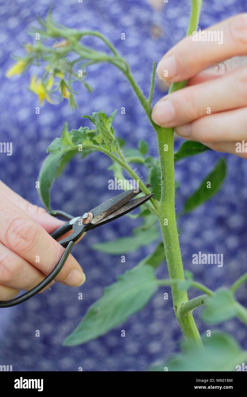 Von Solanum Lycopersicum weet Millionen". Entfernen der Seitentriebe auf eine Tomatenpflanze mit Schere Stockfoto