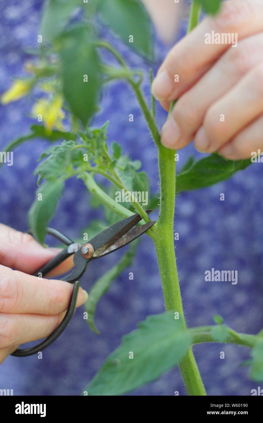 Von Solanum Lycopersicum weet Millionen". Entfernen der Seitentriebe auf eine Tomatenpflanze mit Schere Stockfoto