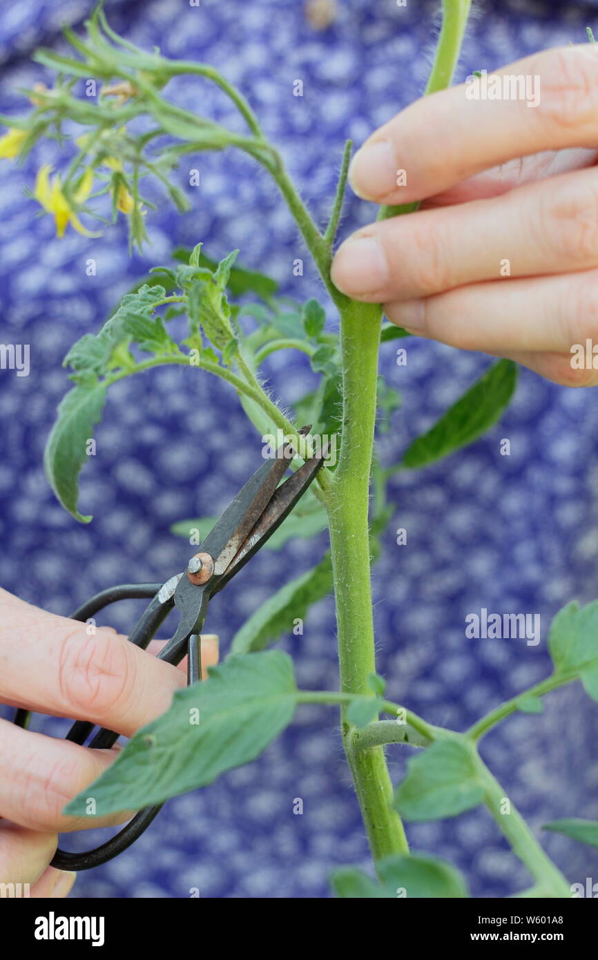 Von Solanum Lycopersicum weet Millionen". Entfernen der Seitentriebe auf eine Tomatenpflanze mit Schere Stockfoto