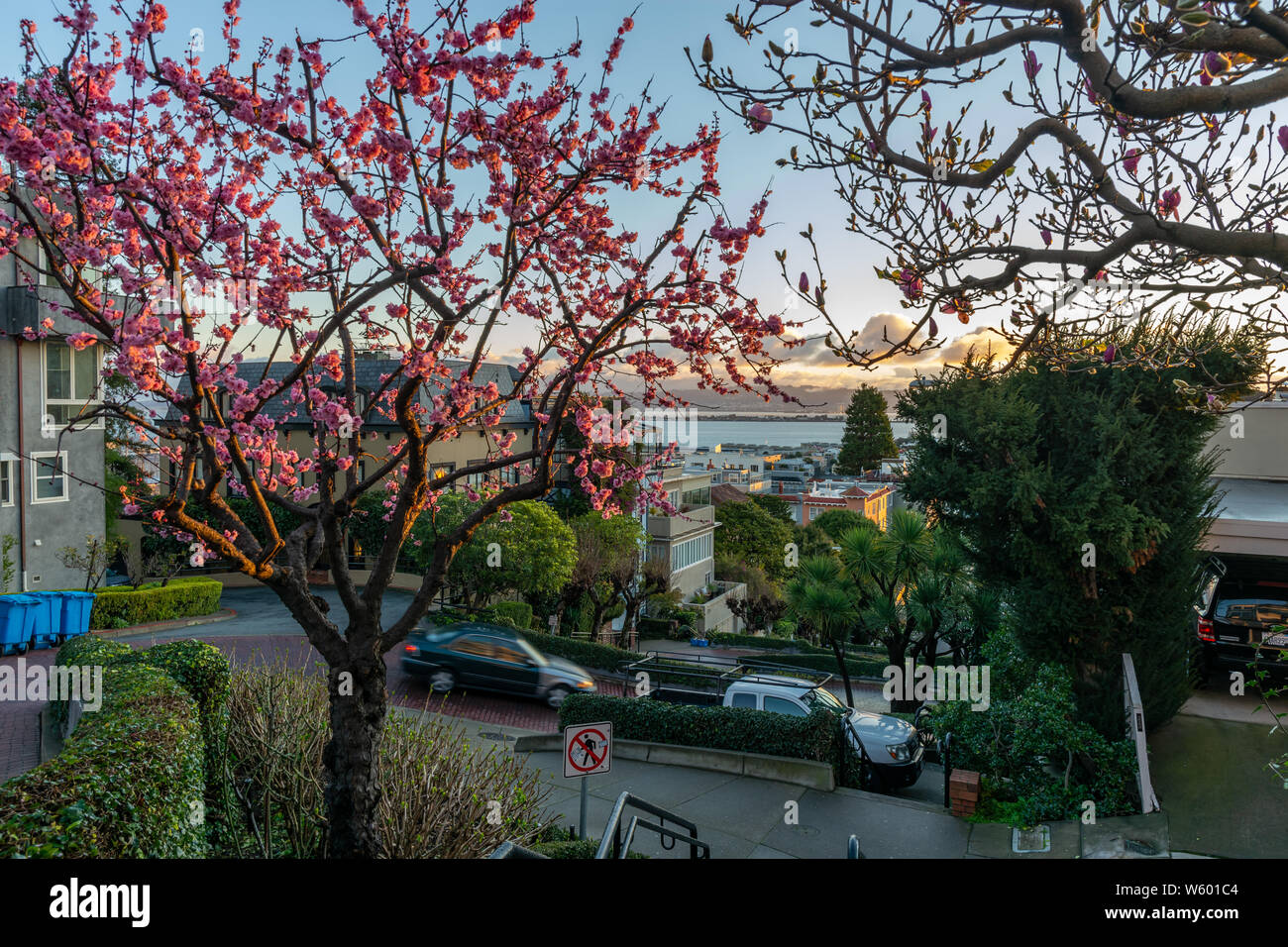 Sakura Blüten auf Die krummste Straße der Welt der Lombard Street. San Francisco ist im frühen Morgenlicht. Stockfoto