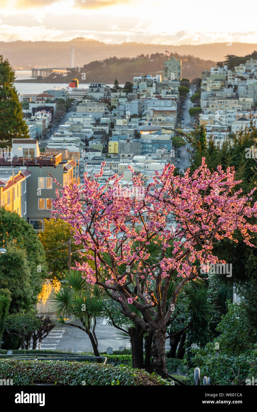 Sakura Blüten auf Die krummste Straße der Welt der Lombard Street. San Francisco ist im frühen Morgenlicht. Stockfoto