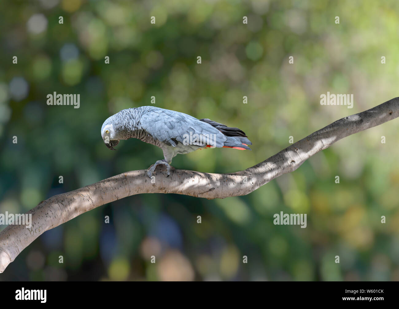 Graupapagei oder Kongo Graupapagei (Psittacus erithacus) auf einem Baum mit grünen bokeh Hintergrund.. Stockfoto
