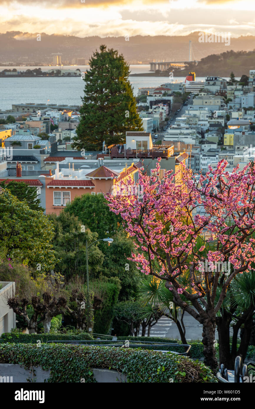 Sakura Blüten auf Die krummste Straße der Welt der Lombard Street. San Francisco ist im frühen Morgenlicht. Stockfoto