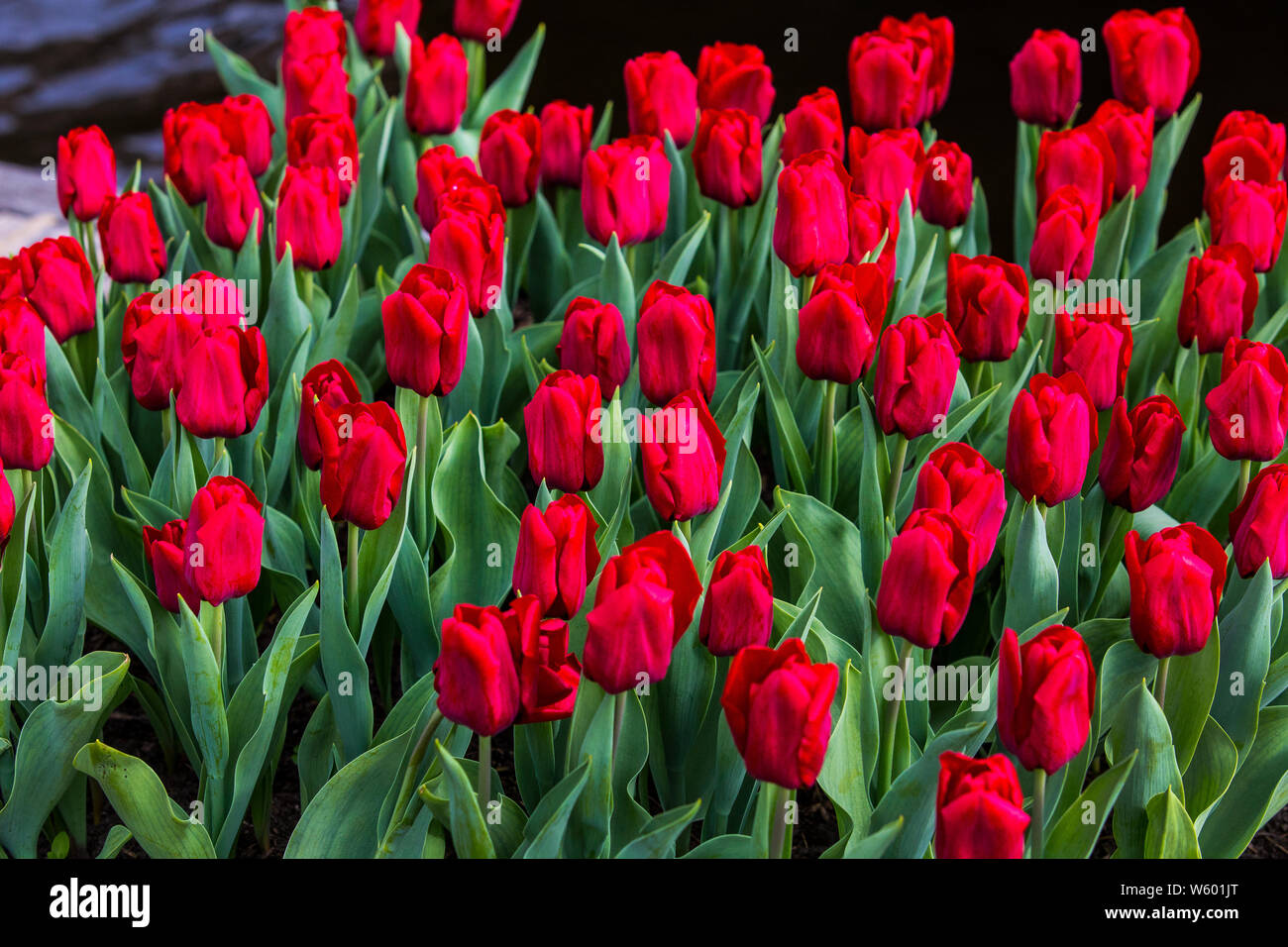 Blühende rote Tulpen im Sonnenschein Stockfoto