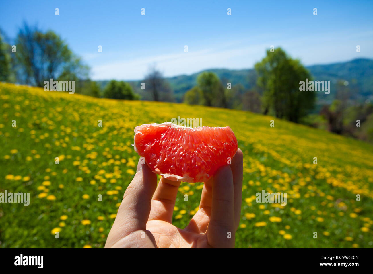 Hand mit Grapefruit mit Löwenzahn Feld Hintergrund Stockfoto