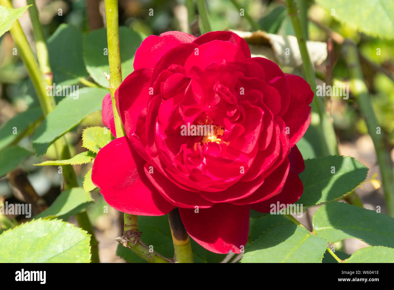 Darcey Bussell Vielzahl von Englisch Strauch Rose gezüchtet von David Austin. Nahaufnahme einer crimson-rosa Blume oder Blüte. Rosa Ausdecorum. Stockfoto