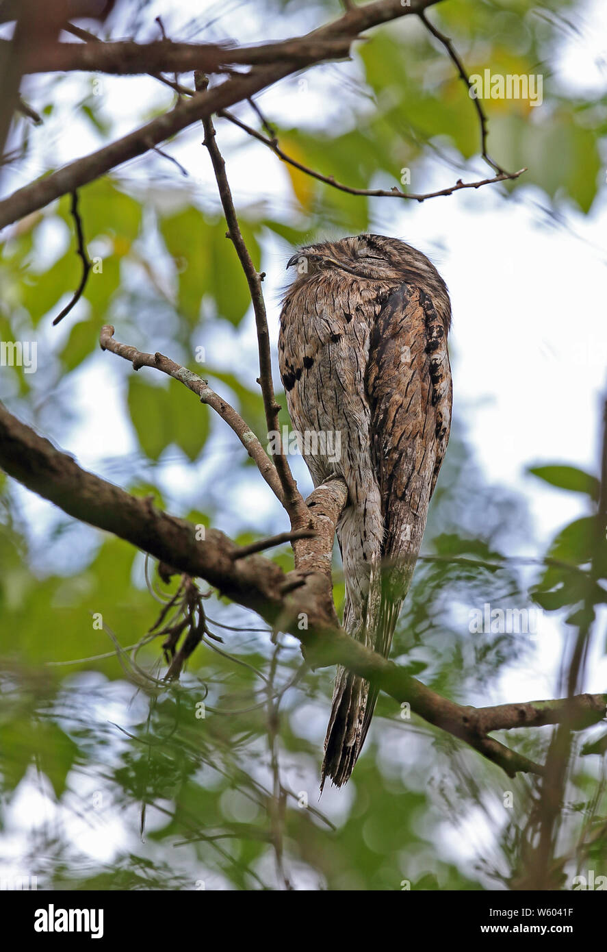 Northern Potoo (Nyctibus Jamaicensis) Erwachsene tagsüber Rocklands Roost, Jamaika Dezember Stockfoto