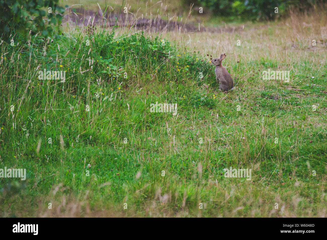 Ein Kaninchen auf die Hinterbeine über hohes Gras auf der Suche Stockfoto