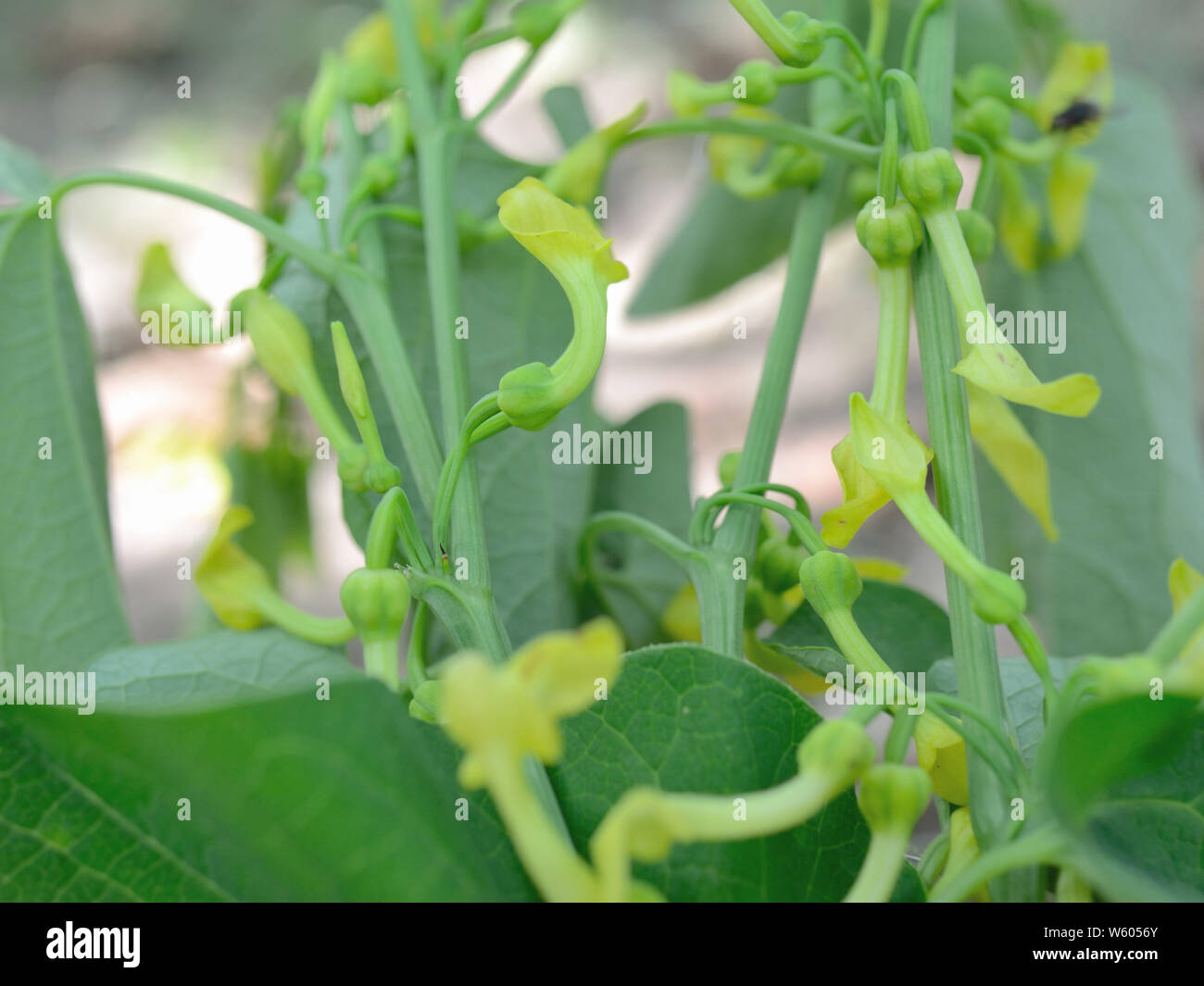 In der Nähe von Europäischen - birthwort, Gift, Unkraut, Aristolochia clematitis Stockfoto