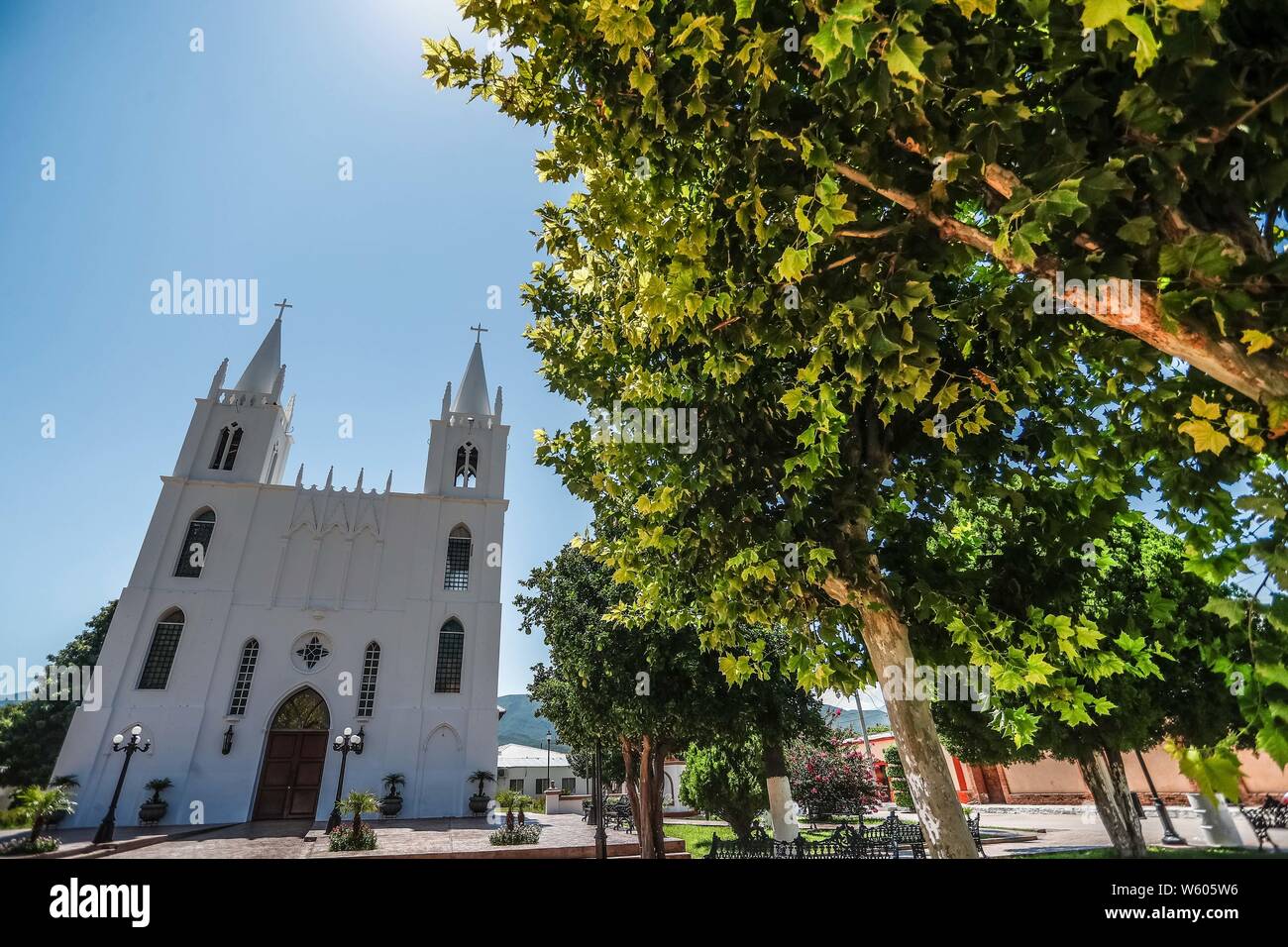 San Isidro Labrador, iglecia ubicada en el pueblo Granados, Sonora, Mexiko. Sierra Alta Sierra Madre Occidental. arbol y Del Arbol ramas Aliso, o Suspiro de la especie es Platanus wrighti. Luz de Dia. ree und Zweige des Baums Erle oder Ahorn der Arten ist Platanus wrighti. Tageslicht. Parroquia de San Isidro Labrador. Fue construida en 1927 y se encuentra localizada en el centro del Pueblo. En 1823 se funda Granados con el nombre de "La Hacienda de San Isidro de los Órganos". el nombre tatsächliche es por José Joaquín Granados, quien fue El Segundo obispo de Sonora de 1788 a 1794.... ( Stockfoto