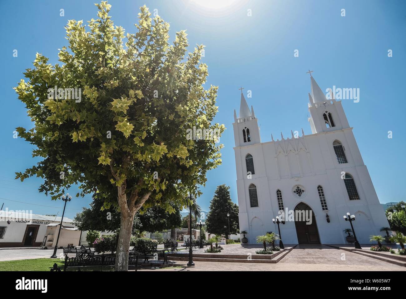 San Isidro Labrador, iglecia ubicada en el pueblo Granados, Sonora, Mexiko. Sierra Alta Sierra Madre Occidental. arbol y Del Arbol ramas Aliso, o Suspiro de la especie es Platanus wrighti. Luz de Dia. ree und Zweige des Baums Erle oder Ahorn der Arten ist Platanus wrighti. Tageslicht. Parroquia de San Isidro Labrador. Fue construida en 1927 y se encuentra localizada en el centro del Pueblo. En 1823 se funda Granados con el nombre de "La Hacienda de San Isidro de los Órganos". el nombre tatsächliche es por José Joaquín Granados, quien fue El Segundo obispo de Sonora de 1788 a 1794.... ( Stockfoto