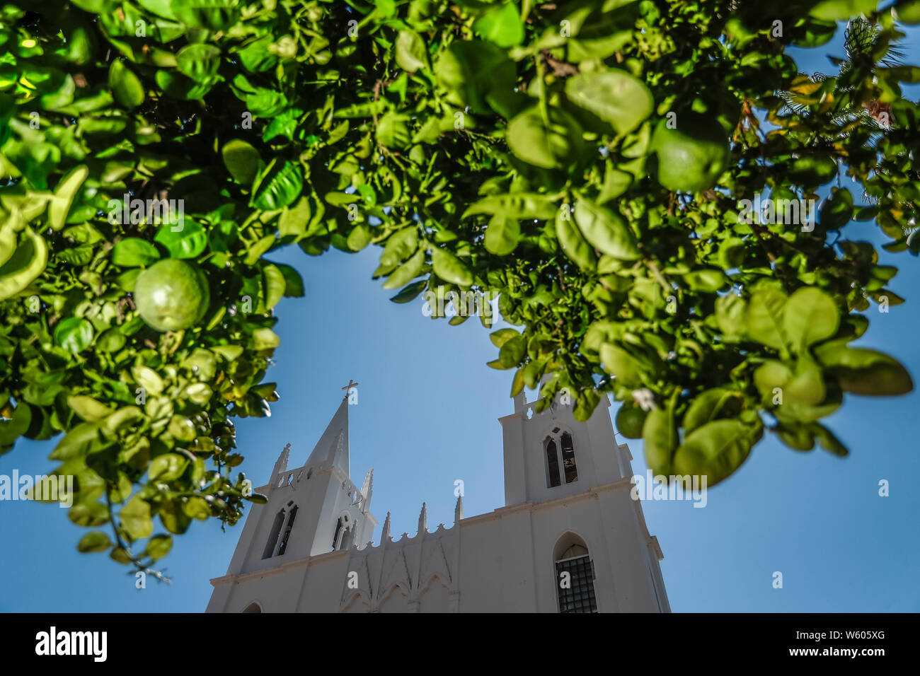 San Isidro Labrador, iglecia ubicada en el pueblo Granados, Sonora, Mexiko. Sierra Alta Sierra Madre Occidental. Arbol de Lima, Arbol de limom, Arbol de naranja, Fruto. Linde, Lemon Tree, Orange, Obst. arbol Aliso, o Suspiro de la especie es Platanus wrighti. Luz de Dia. Baum Erle oder Ahorn der Arten ist Platanus wrighti. Tageslicht. Parroquia de San Isidro Labrador. Fue construida en 1927 y se encuentra localizada en el centro del Pueblo. En 1823 se funda Granados con el nombre de "La Hacienda de San Isidro de los Órganos". el nombre tatsächliche es por José Joaquín Granados Stockfoto