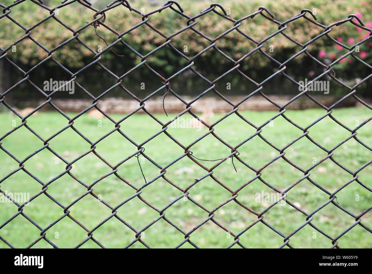 Cage auf die Tierwelt Konzept Foto Stockfoto