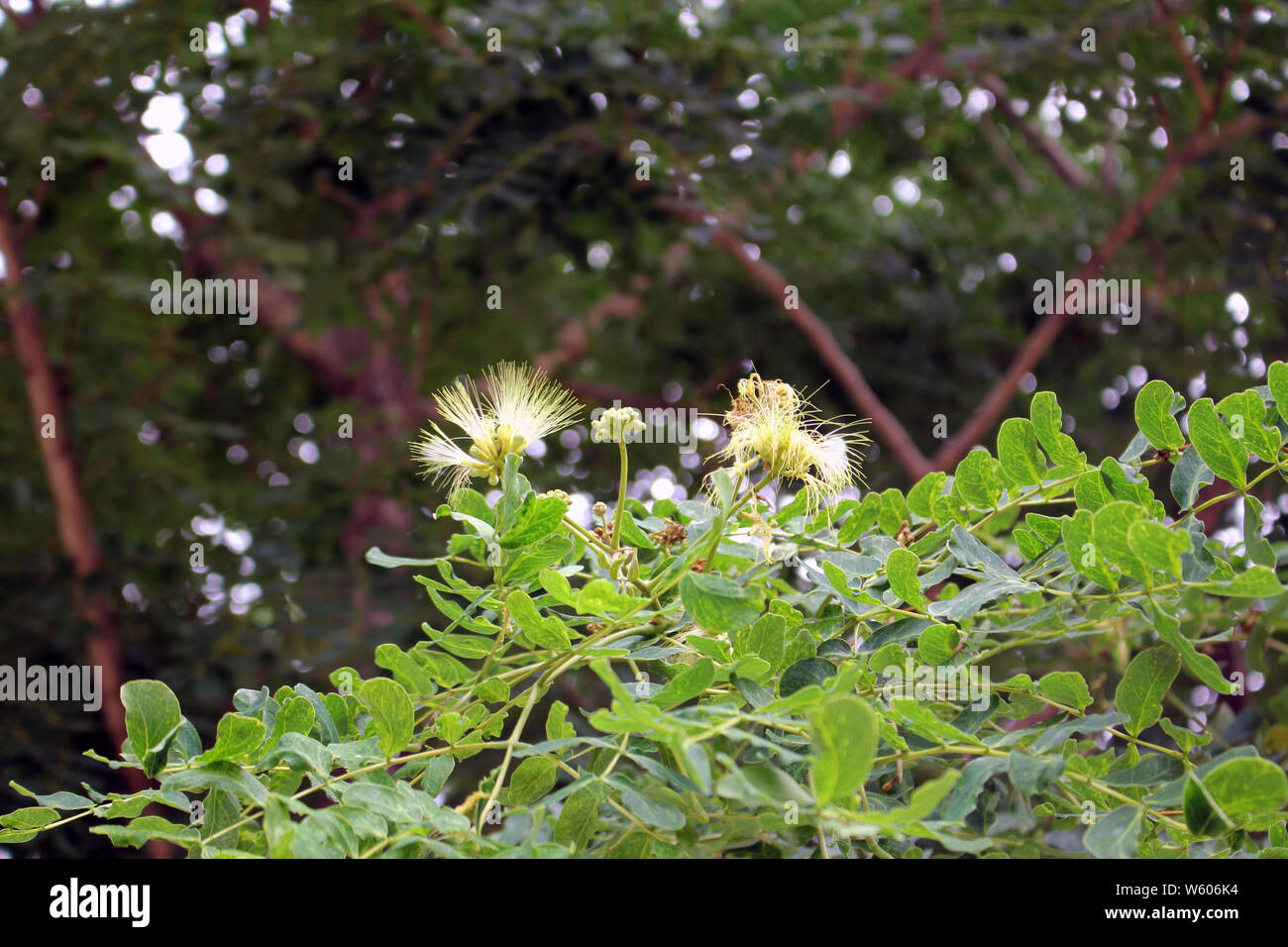 Natur grüne Blätter & Pflanzen im Dschungel Stockfoto