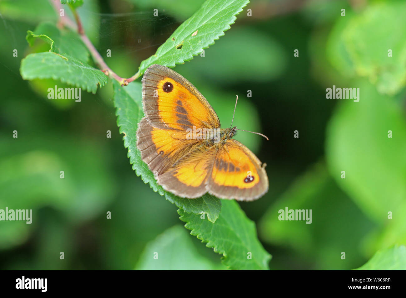 Gk oder Hedge braune Schmetterling sitzt auf einem grünen Blatt Stockfoto
