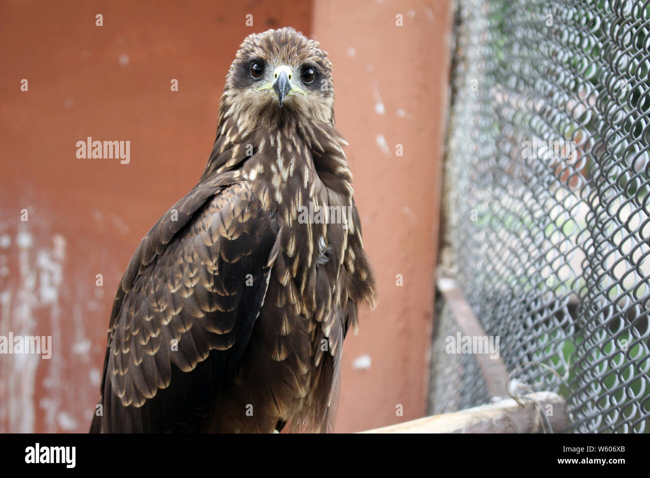 Junge Adler exklusive Ausdruck Wildtiere Foto Stockfoto