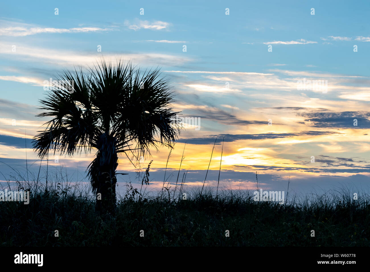Blau Töne in den Himmel, während die Sonne untergeht. Silhouette eines Baumes und Gräser am Strand Stockfoto