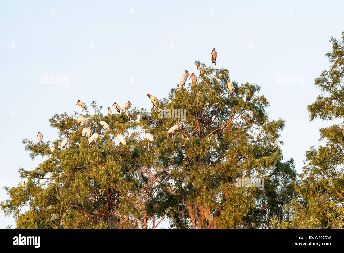 Herde Holz Störche in einem Baum in der Nähe von Florida gelegen Stockfoto
