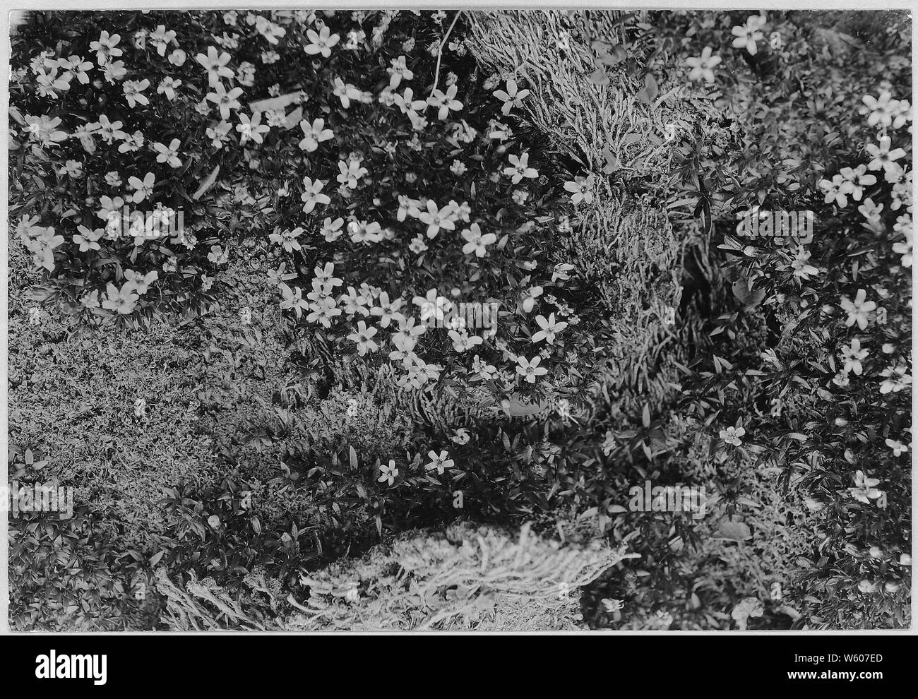 (Tolmiei) Steinbrech Steinbrech; Allgemeine Hinweise: eine seltene Arktis Pflanze; Blüten auf dem Berg Angeles einmal in drei oder vier Jahren. Stockfoto
