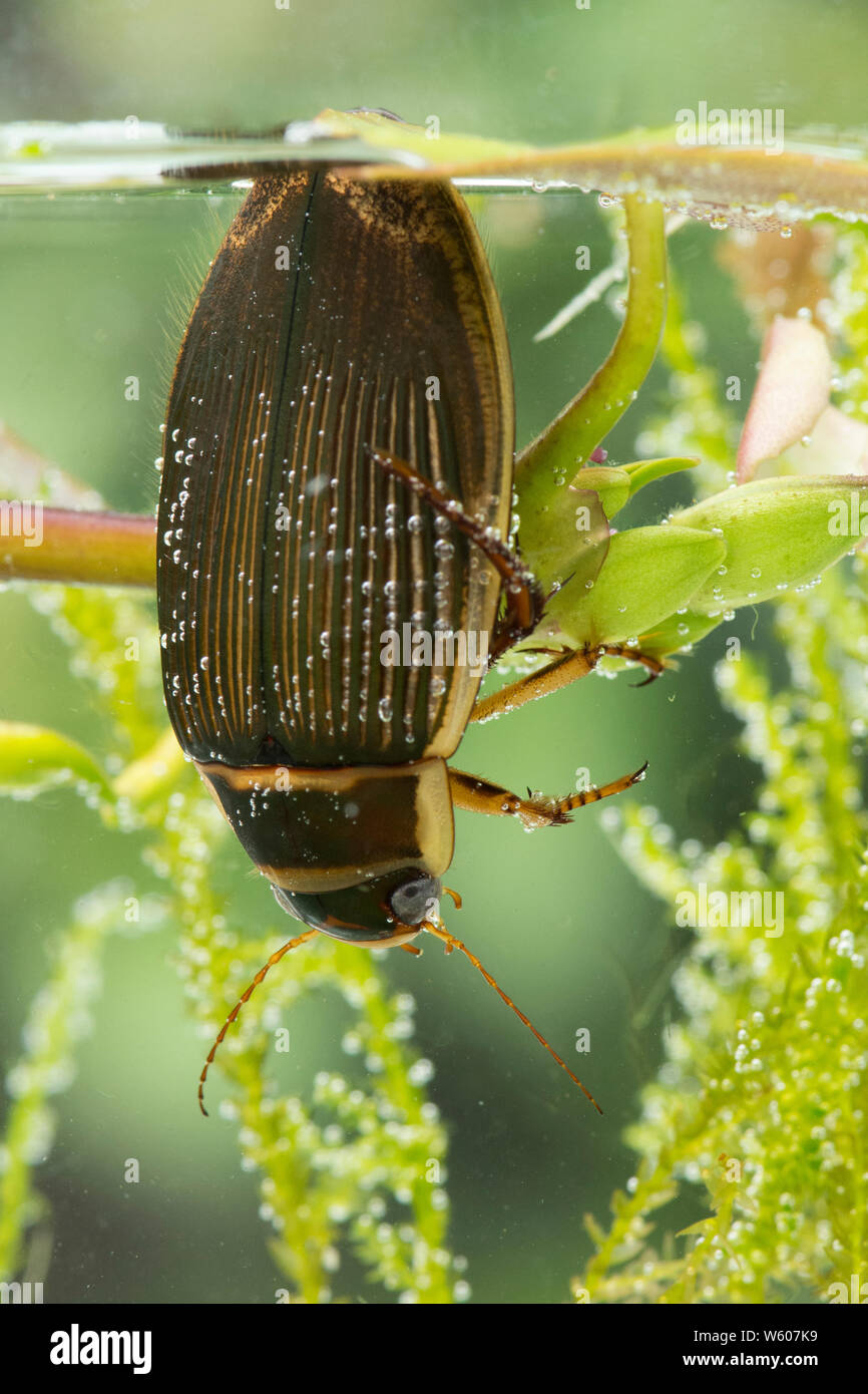 Tolles Tauchen Käfer atmen an der Oberfläche des Teiches, unter Wasser, DYTISCUS MARGINALIS, weiblich, Sussex, UK, Juli Stockfoto