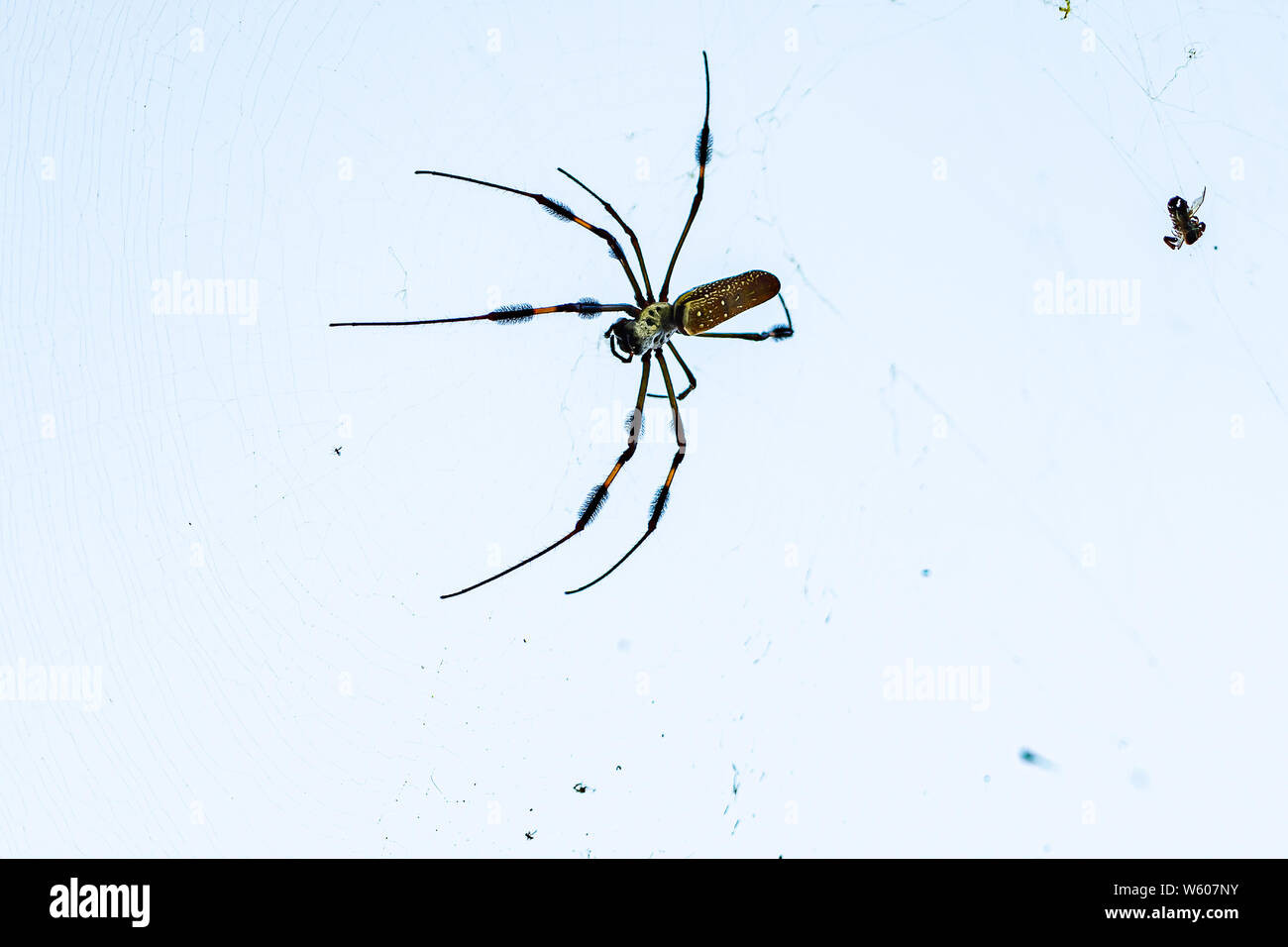 Große - Golden Orb-weaver Spider kann 3 cm in der Länge. Stockfoto