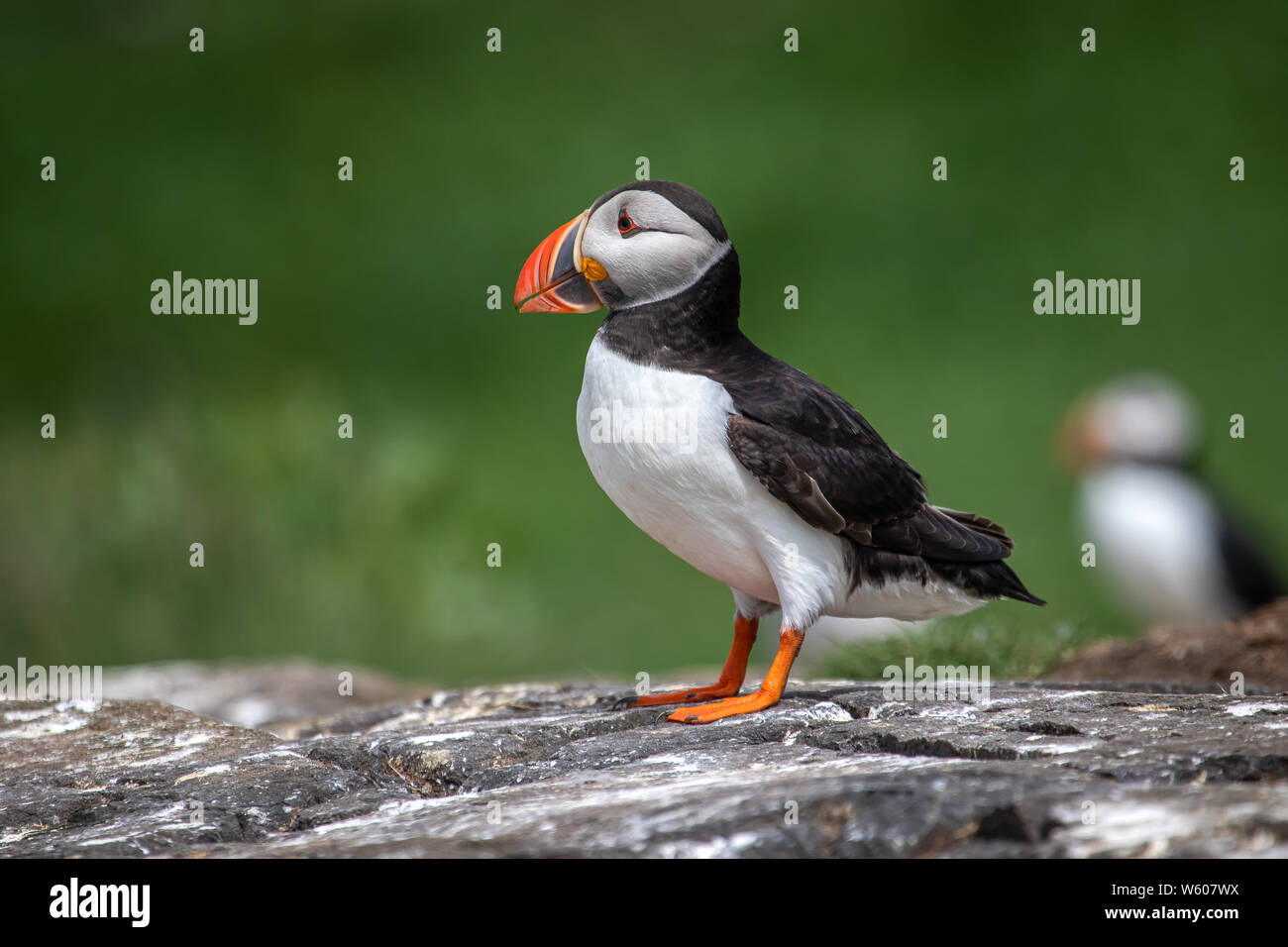 Papageitaucher (Profil) steht auf einem Felsen. Stockfoto
