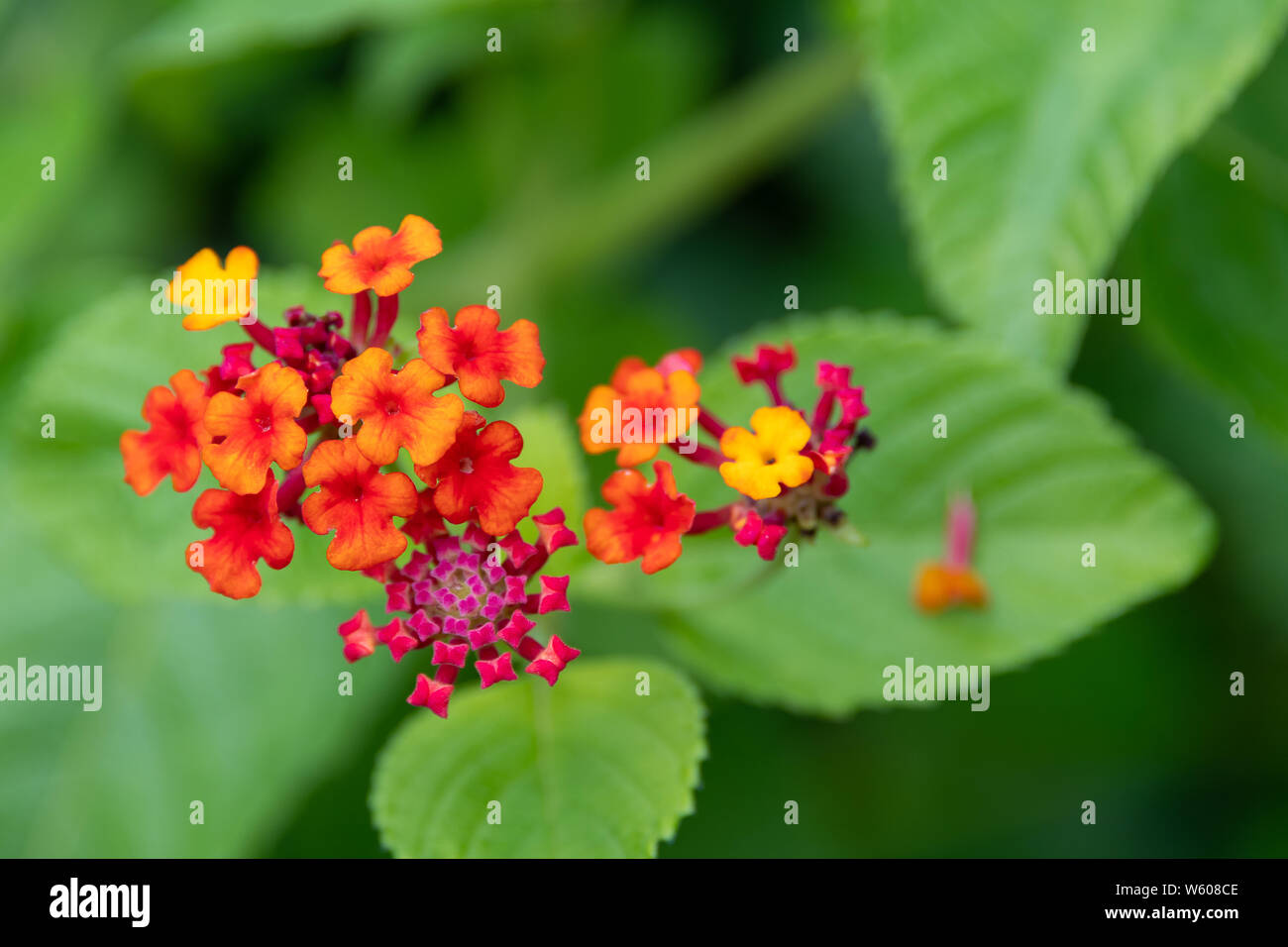 Kleinen bunten Blumen gebündelt (Latana Camara) Stockfoto