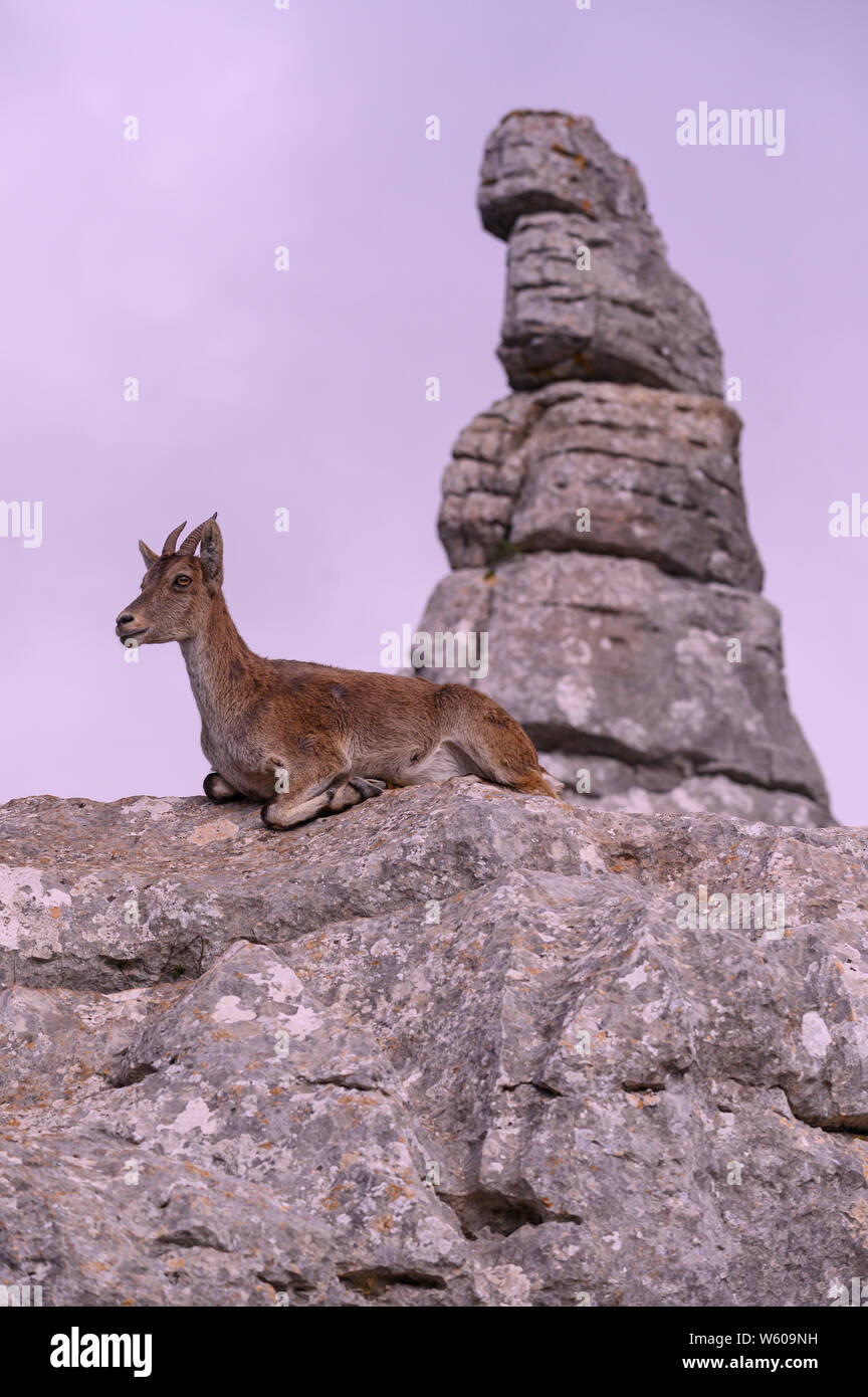 Europa, auf der Iberischen Halbinsel, Spanien, Andalusien, El Torcal de Antequera, der Spanische ibex (Iberischen wilde Ziege Stockfoto