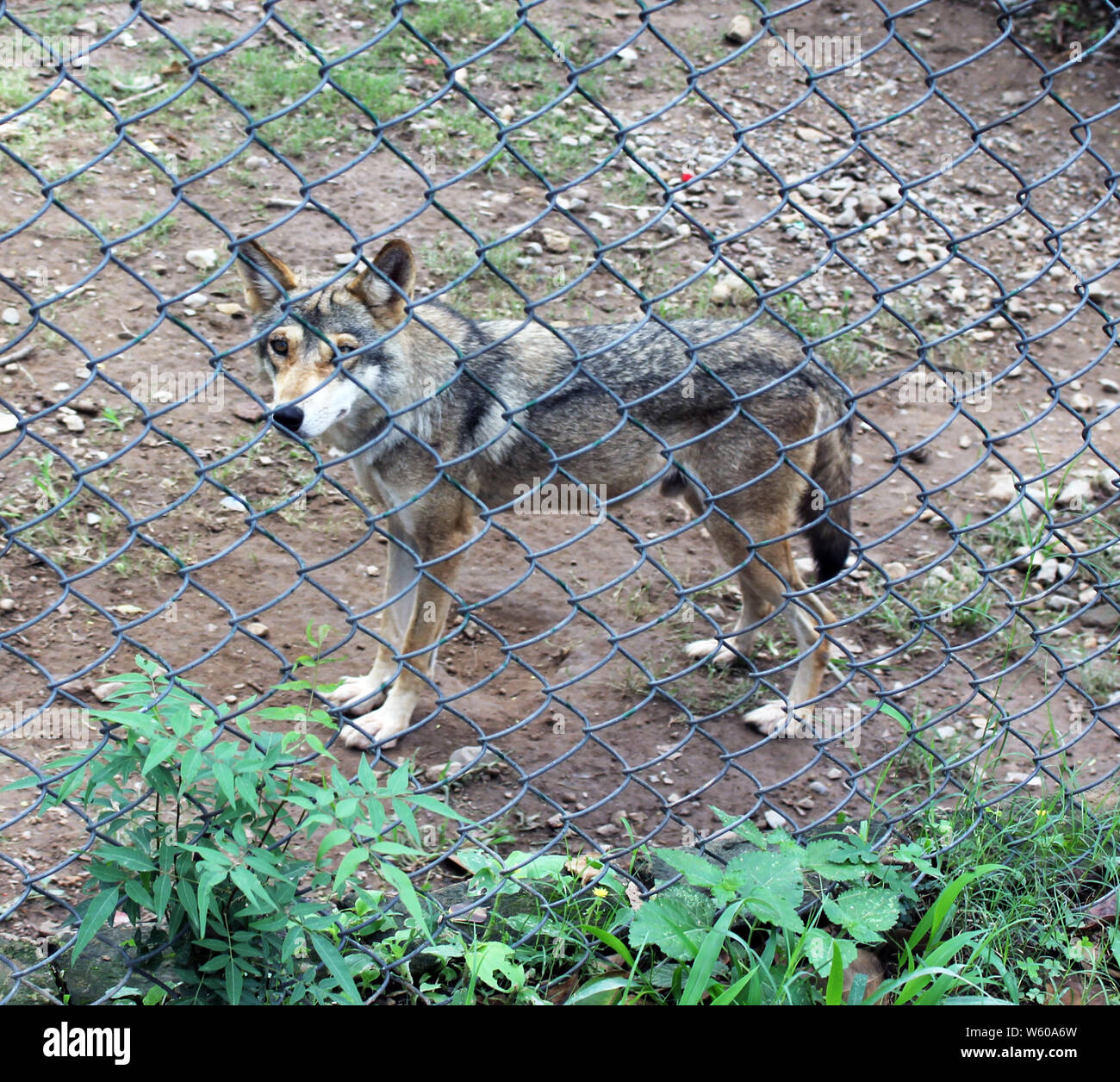 Wolf im Käfig Wildtiere Foto Stockfoto