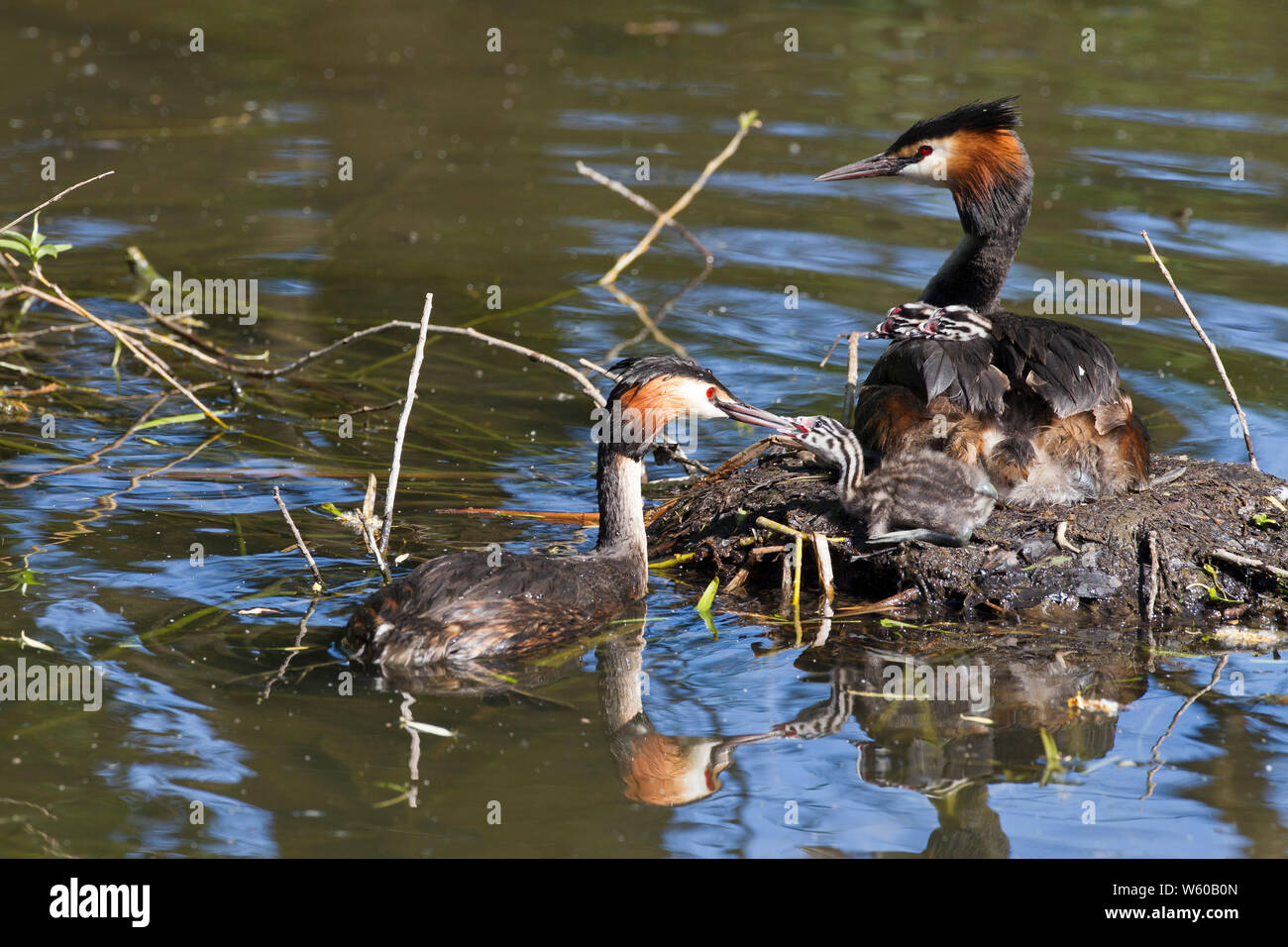 Haubentaucher, Podiceps cristatus, zwei Erwachsene, ein Erwachsener sitzen auf Nest und die anderen Jungen. Lea Valley, Essex, Großbritannien. Stockfoto