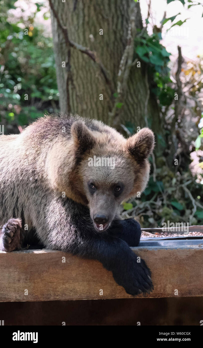 Neuer Bär Lebensraum an der Bristol Zoo wilden Ort, Bristol, UK. Eine junge Braune oder Grizzlybären (Ursus arctos arctos) ist abgebildet. Stockfoto