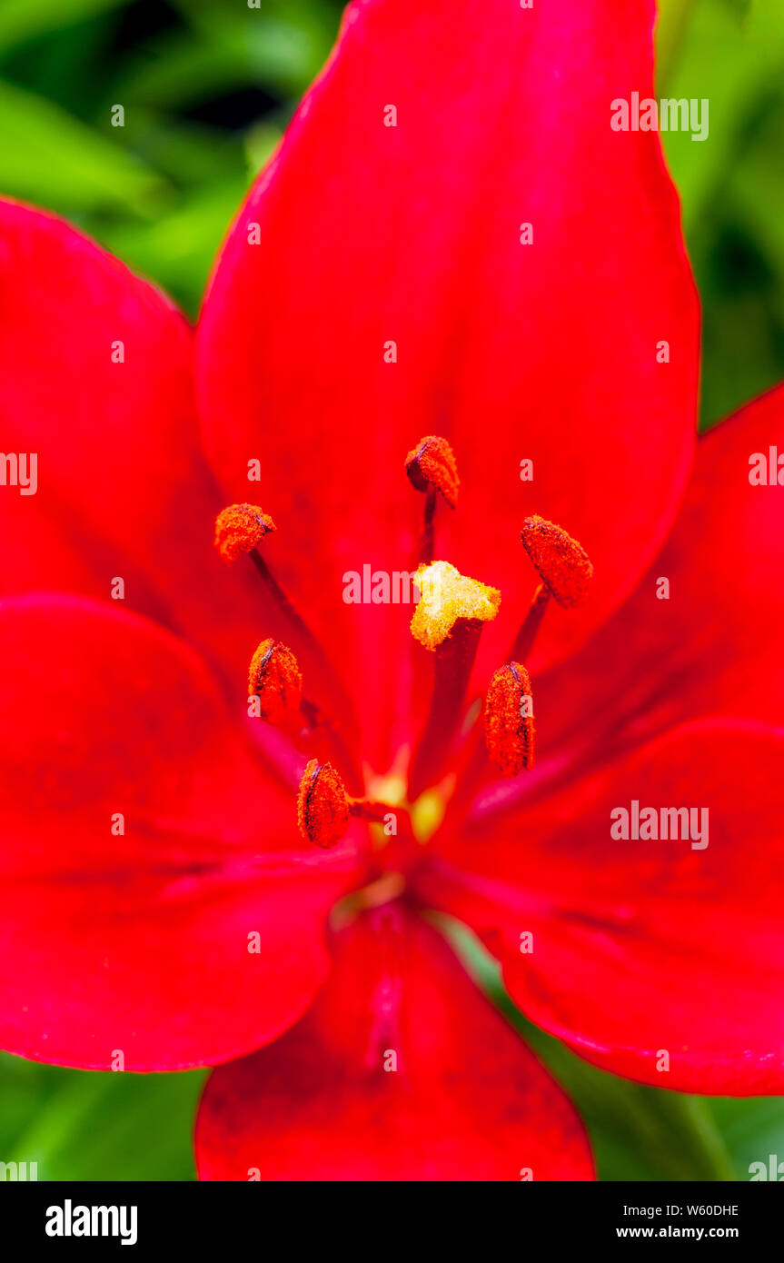 Leuchtend rote asiatische Lilie, Stigmatisierung und Staubblatt in enger bis A1 a) sub-division Lilie mit nach oben zeigender Blumen Stockfoto
