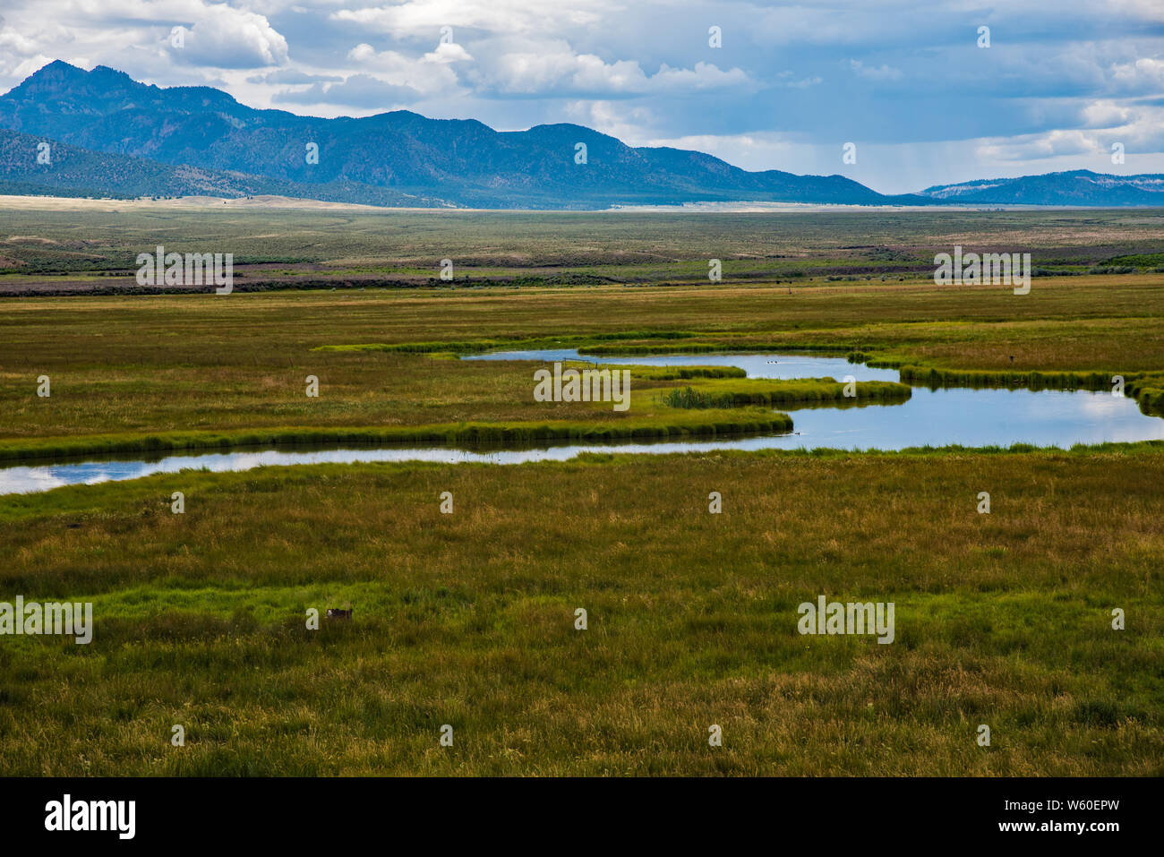 Sommer Szenen von Wiesen und ländlichen Ackerland. Stockfoto